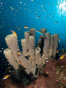 Coral reefs provide marine habitats for tube sponges, which in turn become marine habitats for fishes