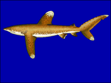 Drawing of shark with prominent, all white-tipped fins