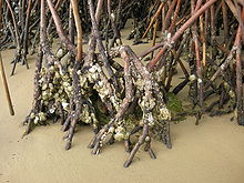The roots of mangrove trees sticking out of the sand with oysters stuck to their sides
