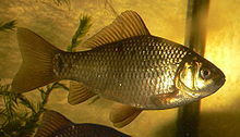 A golden colored fish with silvery highlights, facing right