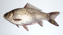 A pale silvery and brownish fish, facing left