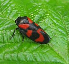 Cercopis vulnerata.JPG