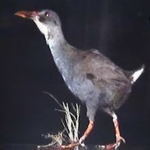 Faded museum specimen of short-tailed dumpy bird with brown upperparts, grey underparts, red eyes, bill and legs