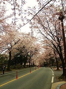 Cherry trees in bloom line the streets of Chungnam University.