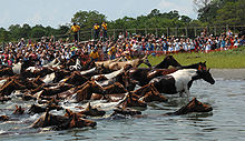 Dozens of brown and white ponies surge out of the shallow water onto a grassy shore crowded with onlookers.