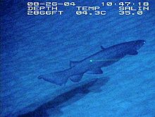 A shark swimming in dark water over sand; the labels indicate that it was taken on August 26, 2004 at a depth of 2866 feet, a temperature of 4.3 Celsius, and a salinity of 35