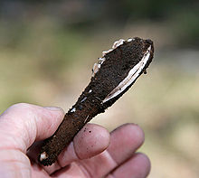 A hand holding a dark brown, roughly cigar-shaped object with a lengthwise split that goes about halfway down its length. The split reveals light colored tissue within; some partially obscured light colored tissue can be seen out on the far edge, suggesting a similar split on that side.