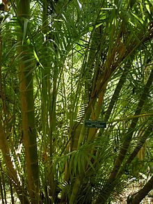 Chrysalidocarpus lutescens (Dypsis lutescens).jpg