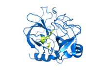 Chymotrypsin enzyme.png