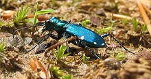 Cicindela sexguttata - six-spotted tiger beetle - desc-iridescent in sunlight on ground.jpg