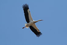 White bird with black flight feathers, long legs and a long neck soars against a hazy blue sky.