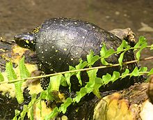 A spotted turtle standing on covered in aquatic vegetation. The turtle is viewed from the top left and is facing left.