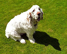 A mostly white dog sitting on grass. It's shadow is noticeable on the ground.