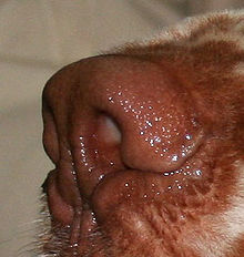 A reddish-brown dog nose with similar colored markings on the fur around it.