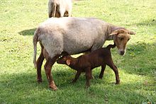 A Coburger Fuchs lamb drinking from its mother.