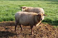 Two Coburger Fuchs sheep in a field.