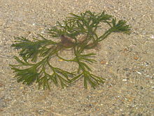 Photo of detached seaweed frond lying on sand