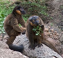 Male collared brown lemur sits on a rock behind a female, who swats and eats plant material