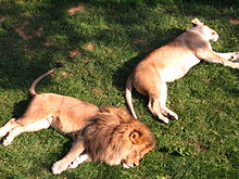Lions at Como Zoo.