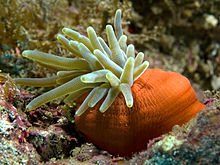 An anemone is shown with an almost shoe-shaped terracotta coloured base. Some thirty light green tentacles reach out from an opening at the top of this base. The tentacles have thin zebra-like darker and lighter stripes across, and the tentacles taper slightly towards the tip and terminate in a round end where they reach a third or half of the diameter at the base.