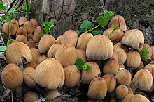 A cluster of about two dozen tawny-brown mushrooms growing from the base of a tree.