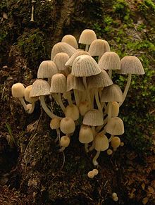 A large cluster of yellowish-brown mushrooms growing on rotted wood.