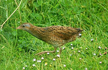 Dumpy brown bird with grey face and red legs walking left through grass