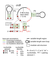 CrcB-RNA.svg
