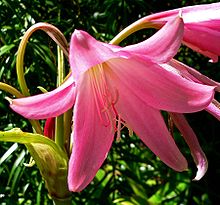 Crinum bulbispermum 3.jpg