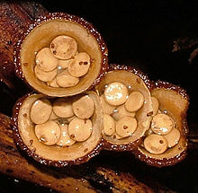 Four cup-shaped structures on a piece of wood; each cup contains three to seven visible whitish-yellow disc-shaped objects within. The interior of the cups is buff or light brown, while the rims are a darker brown.