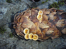 A pinecone with six small, light yellow, cup-shaped structures on it