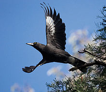dark grey bird launching into flight against a blue sky with wings outstretched