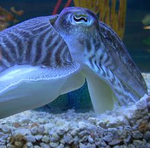 Photo of cuttlefish in profile, displaying its eye including its narrow, curving pupil