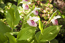 Cypripedium Ulla Silkens 2.jpg