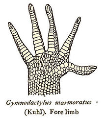 CyrtodactylusMarmoratusForelimb.jpg