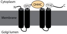 DHHC topology.png