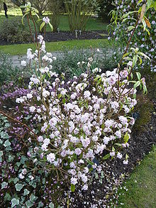 Flowering shrub of Dahpne bohlua 'Jacqueline Postill' in the Cambridge University Botanic Garden