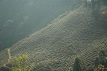 Terraced rows of bushes growing on a hillside.
