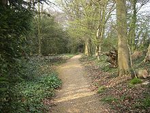 a gravel path through woodland, with low vegetation on each side. To the left leaves cover large shrubs and bushes, a row of bare tree trunks and branches are close to the right.