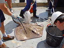 A stingray on the deck of a ship, surrounded by other caught fish and fishery workers