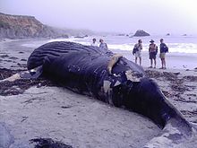 Photo of beached whale with observers in background