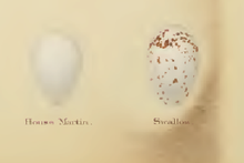 Two eggs, left is pure white, right is white with brown flecking