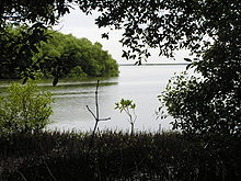 Dense mangroves and their pencil roots in Muthupet Lagoon.JPG