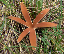 A star-shaped mushroom with six rays growing on the ground, surrounded by grass. The interior surface of the mushroom is colored butterscotch-brown.