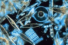 Photo of mostly transparent diatoms of varying shapes: one resembles a bagel, another a short length of tape, others look like tiny kayaks