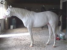 All-white dominant white horse with pink skin, brown eyes, and white hooves.