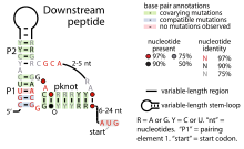 Downstream-peptide-RNA.svg