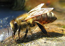 Drinking Bee.jpg