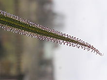 A single green leaf, tapering to a point. Red tentacles, with bulbous glands atop thin stalks, dot the surface of the upper side of the leaf.