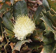 Closeup of cream-yellow inflorescence nestled among prickly green leaves